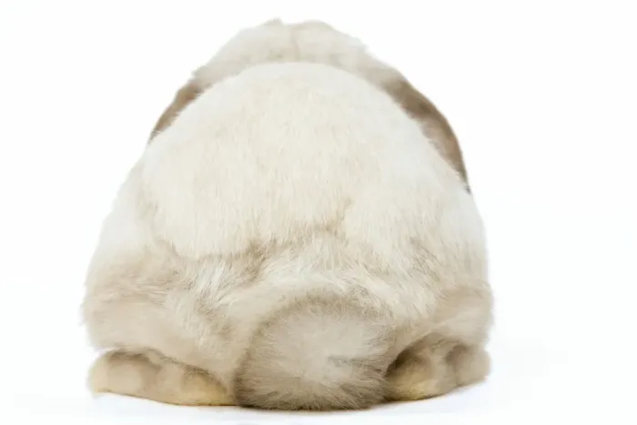 Framed Print : Rabbit - French Lop / Belier back view Framed Print : Rabbit - French Lop / Belier back view
