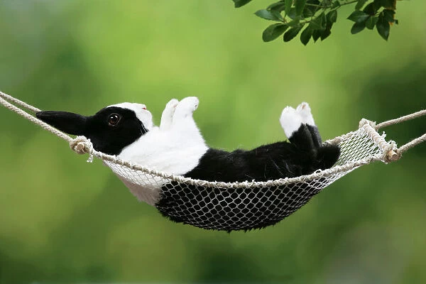 Rabbit in a hammock