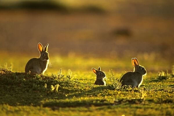 Rabbit - an introduced pest to Australia JPF28245