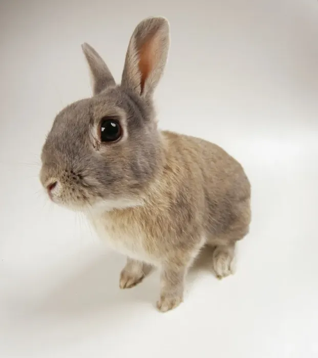 Framed Print : Rabbit JD 15998 Fish-eye lens. © John Daniels / ARDEA LONDON Framed Print : Rabbit JD 15998 Fish-eye lens. © John Daniels / ARDEA LONDON