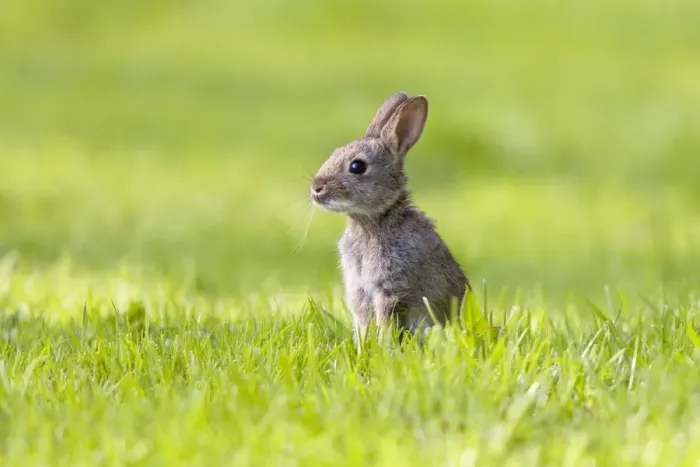 Framed Print : Rabbit - juvenile in meadow - Norfolk UK Framed Print : Rabbit - juvenile in meadow - Norfolk UK