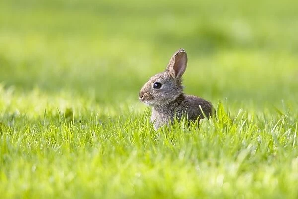 Rabbit - juvenile in meadow - Norfolk UK