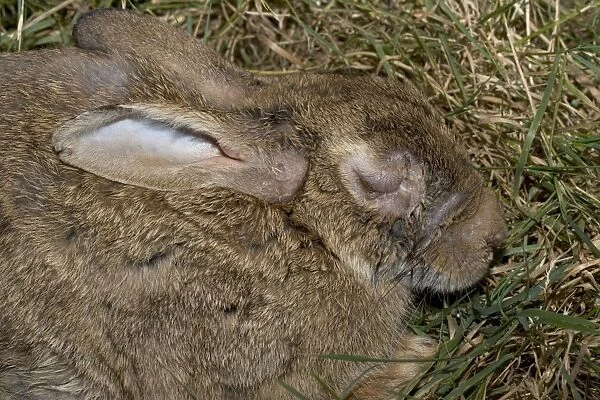 Rabbit in late stages of Myxomatosis showing swelling around eyes, Cotswolds, UK