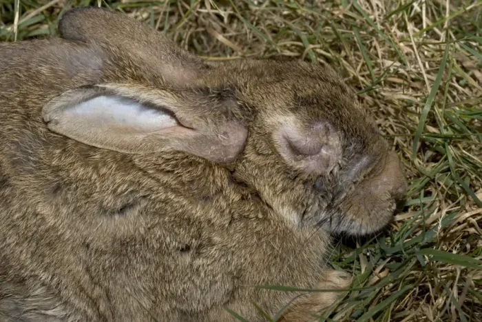 Framed Print : Rabbit in late stages of Myxomatosis showing swelling around eyes, Cotswolds, UK Framed Print : Rabbit in late stages of Myxomatosis showing swelling around eyes, Cotswolds, UK