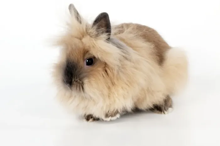 Framed Print : RABBIT - Lionhead Framed Print : RABBIT - Lionhead
