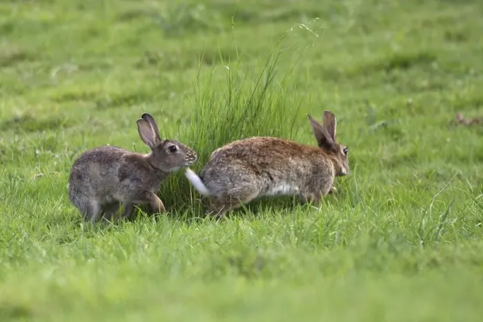 Framed Print : Rabbit - Mating behaviour. France Framed Print : Rabbit - Mating behaviour. France