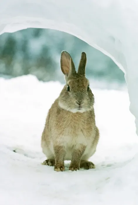 Framed Print : Rabbit MI 632 In snow © Masahiro Iijima / ardea. com Framed Print : Rabbit MI 632 In snow © Masahiro Iijima / ardea. com