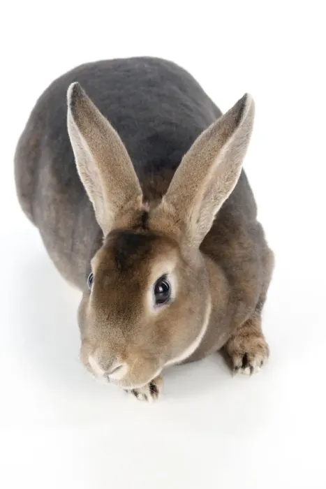 Framed Print : RABBIT - Mini castor rex Framed Print : RABBIT - Mini castor rex