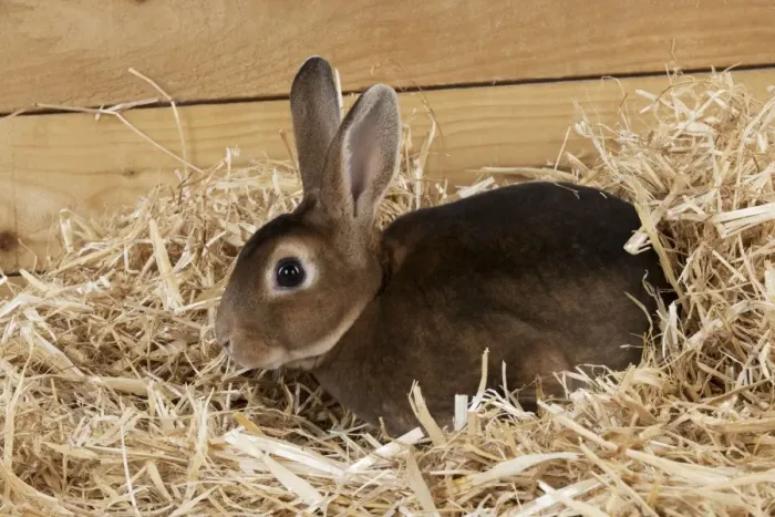 Framed Print : RABBIT - Mini castor rex sitting in straw