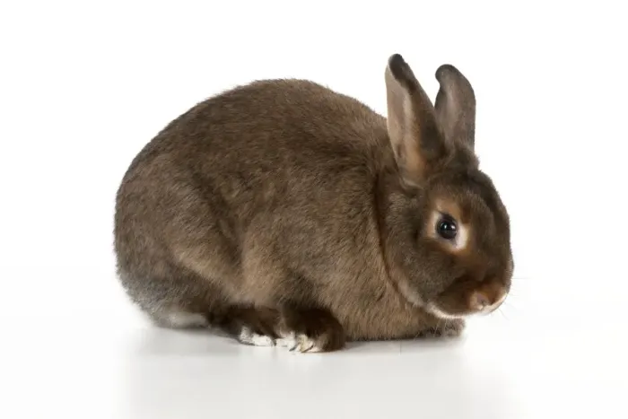 Framed Print : RABBIT - Mini castor satin Framed Print : RABBIT - Mini castor satin