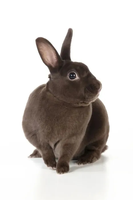 Framed Print : RABBIT - Mini havana rex Framed Print : RABBIT - Mini havana rex