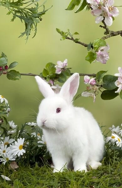RABBIT - Mini Ivory Satin Rabbit - sitting in flowers under blossom