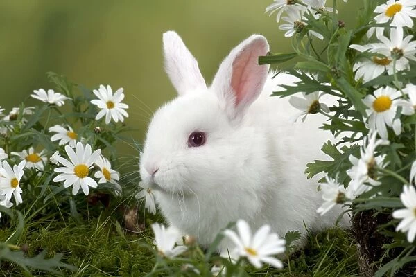 RABBIT - Mini Ivory Satin Rabbit - sitting in flowers