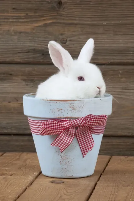 Framed Print : RABBIT - Mini Ivory Satin Rabbit - sitting in flower pot Framed Print : RABBIT - Mini Ivory Satin Rabbit - sitting in flower pot