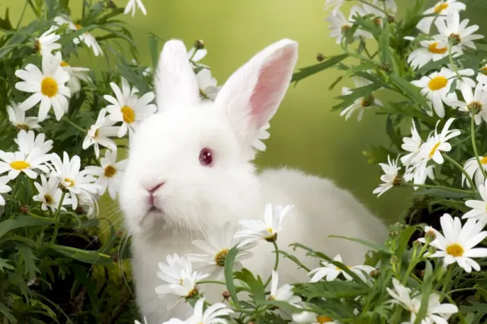 Framed Print : RABBIT - Mini Ivory Satin Rabbit - sitting in flowers