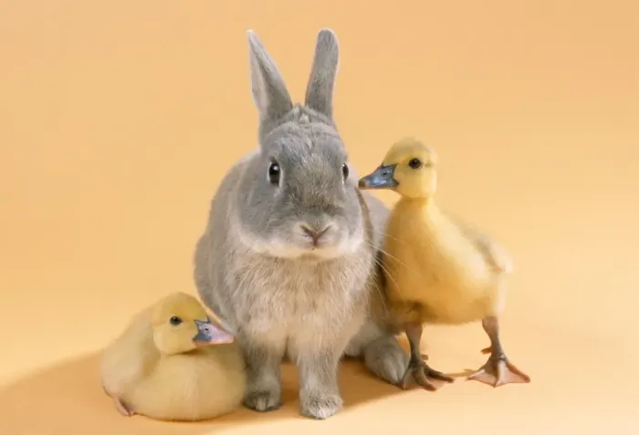 Framed Print : Rabbit - with Muscovy ducklings Framed Print : Rabbit - with Muscovy ducklings