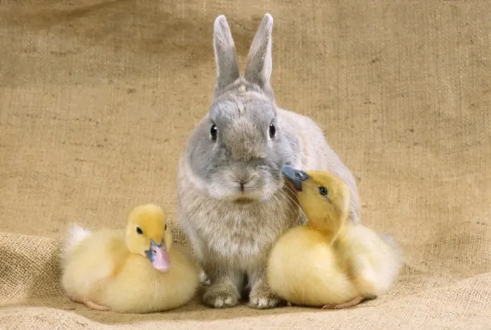 Framed Print : Rabbit - with Muscovy ducklings Framed Print : Rabbit - with Muscovy ducklings