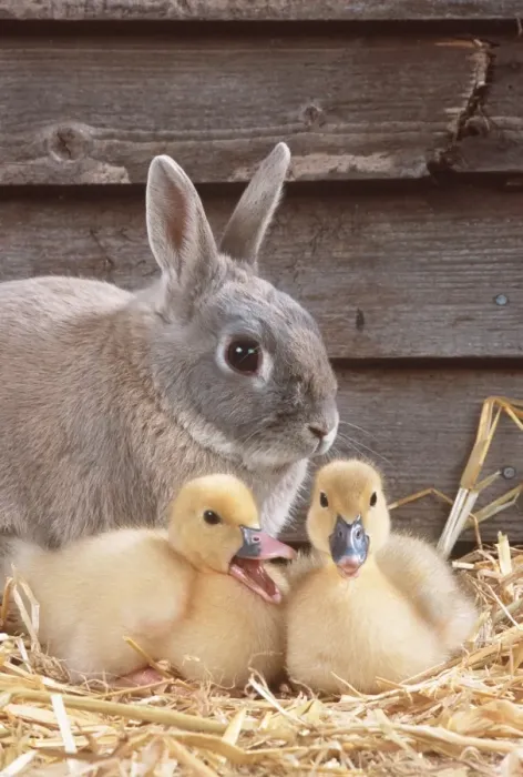 Framed Print : RABBIT - & Muscovy ducklings, quacking Framed Print : RABBIT - & Muscovy ducklings, quacking