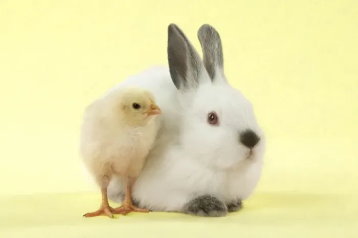 Framed Print : RABBIT - Netherland dwarf himalayan baby rabbits sitting with a chick Digital Manipulation: background to yellow Framed Print : RABBIT - Netherland dwarf himalayan baby rabbits sitting with a chick Digital Manipulation: background to yellow