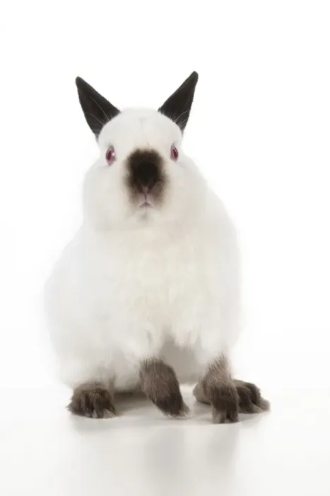 Framed Print : RABBIT - Netherland dwarf himalyan Framed Print : RABBIT - Netherland dwarf himalyan