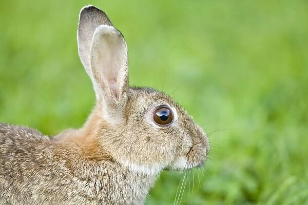 Rabbit Norfolk UK
