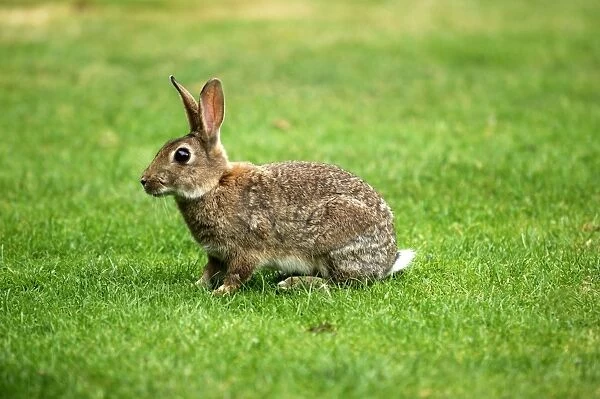 Rabbit - in open meadowland in Cambridgeshire, UK. August