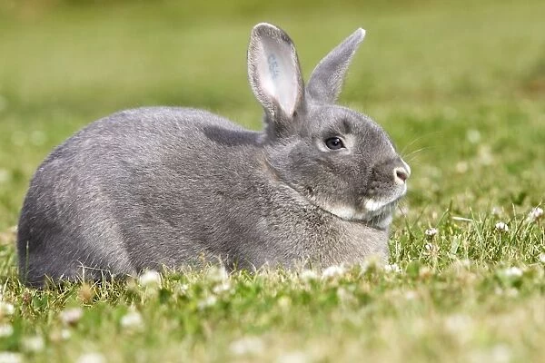 Rabbit - Perl Feh  /  Parelfeh Breed - originated in Germany