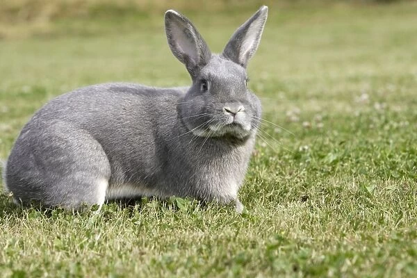 Rabbit - Perl Feh  /  Parelfeh Breed - originated in Germany