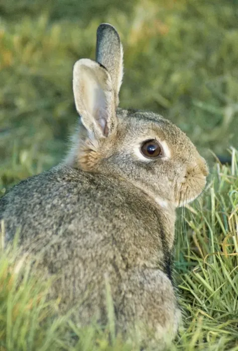 Framed Print : Rabbit PM 3480 Oryctolagus cuniculus © Pat Morris ARDEA LONDON Framed Print : Rabbit PM 3480 Oryctolagus cuniculus © Pat Morris ARDEA LONDON