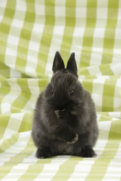 Framed Print : RABBIT. Rabbit with paw over mouth Framed Print : RABBIT. Rabbit with paw over mouth