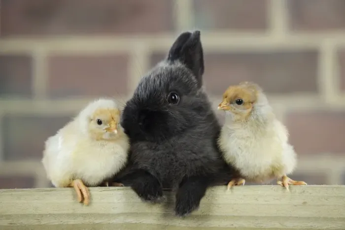 Framed Print : RABBIT. Rabbit sitting between two chicks Framed Print : RABBIT. Rabbit sitting between two chicks