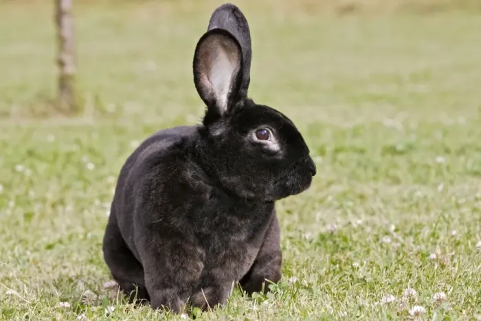 Framed Print : Rabbit - Rex - black Framed Print : Rabbit - Rex - black