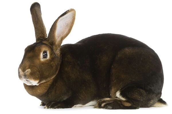 Rabbit - Rex Castor