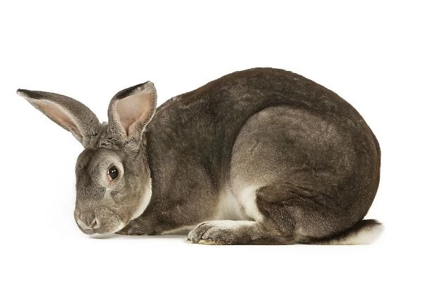 Rabbit - Rex Chinchilla