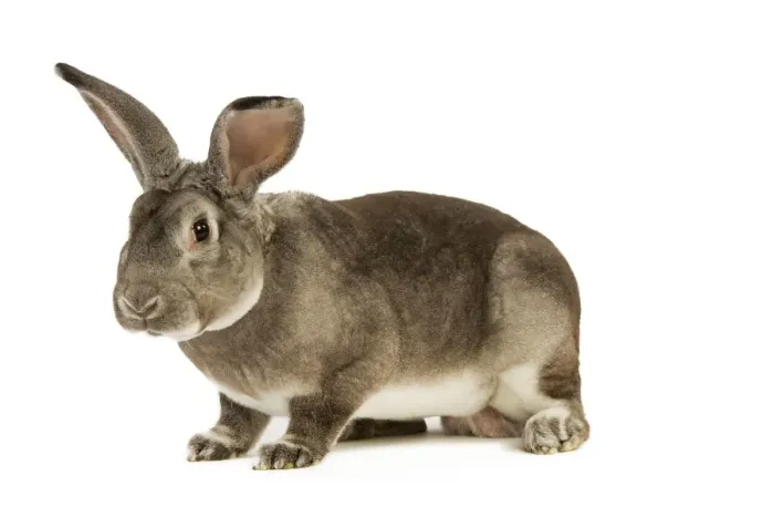 Framed Print : Rabbit - Rex Chinchilla Framed Print : Rabbit - Rex Chinchilla