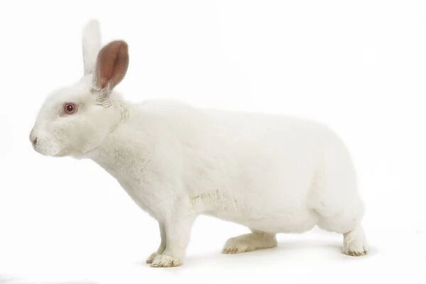Rabbit - Rex - white - in studio
