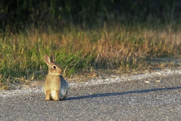 Rabbit - on road. Camargue - France