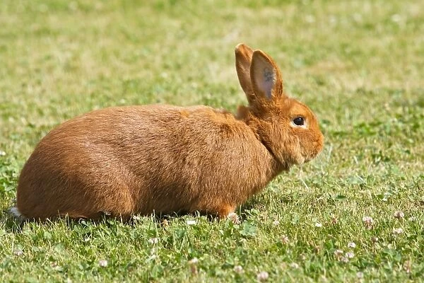Rabbit - Sachsengold. Originated in Germany
