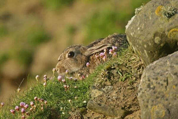 Rabbit sitting amidst Sea pink Sumburgh Head RSPB Reserve, South Mainland, Shetland Isles, Scotland, UK
