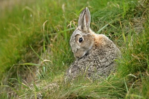 Rabbit sitting in front of burrow cleaning it's fur Sumburgh Head RSPB Reserve, South Mainland, Shetland Isles, Scotland, UK