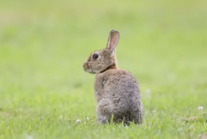 Framed Print : Rabbit Sitting on lawn Norfolk UK Framed Print : Rabbit Sitting on lawn Norfolk UK