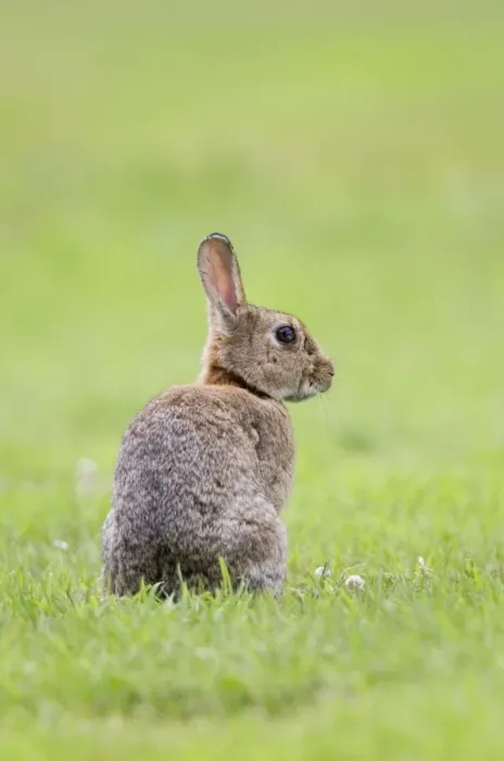 Framed Print : Rabbit Sitting on lawn Norfolk UK