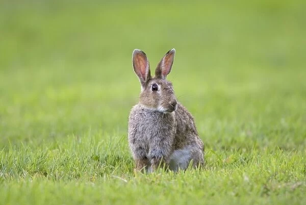 Rabbit Sitting on lawn Norfolk UK