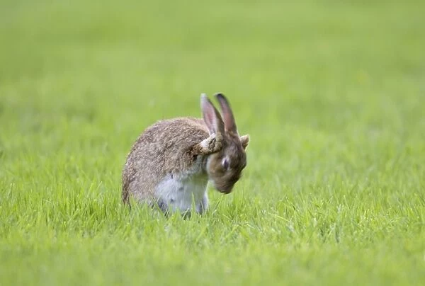 Rabbit Sitting on lawn and washing face Norfolk UK