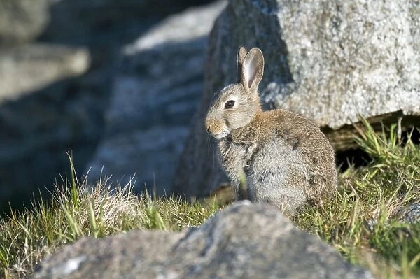 Rabbit - sitting among rocks - North Uist - Outer Hebrides