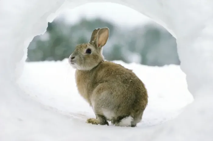 Framed Print : Rabbit - in snow Framed Print : Rabbit - in snow
