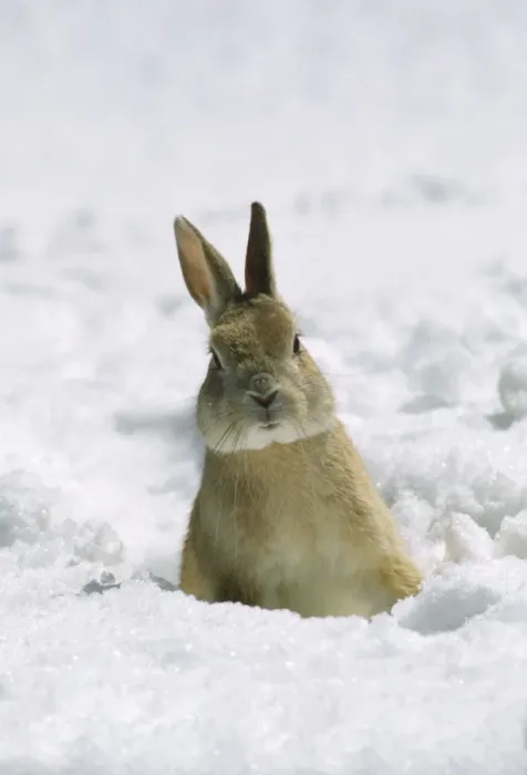 Framed Print : Rabbit - in snow Framed Print : Rabbit - in snow