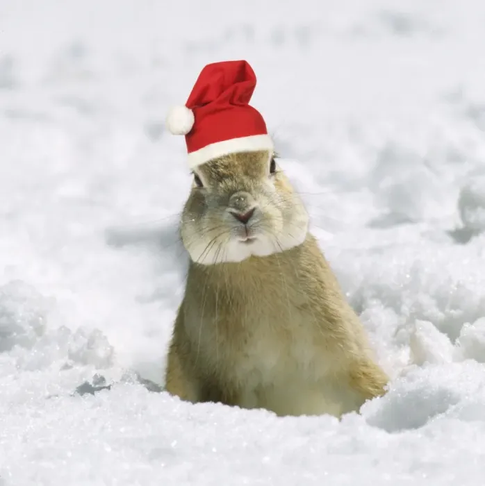 Framed Print : Rabbit - in snow wearing Christmas hat Digital manipulation: Christmas hat, left eye, lighten Framed Print : Rabbit - in snow wearing Christmas hat Digital manipulation: Christmas hat, left eye, lighten