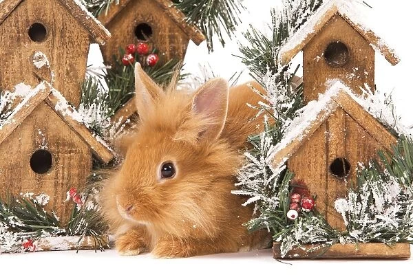 Rabbit - in studio in front of christmas birdboxes