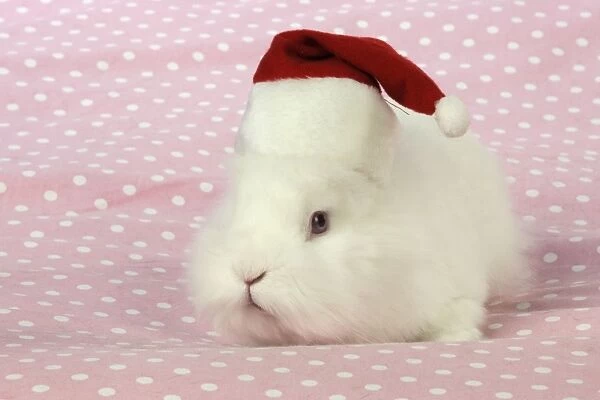 RABBIT. White rabbit wearing christmas hat